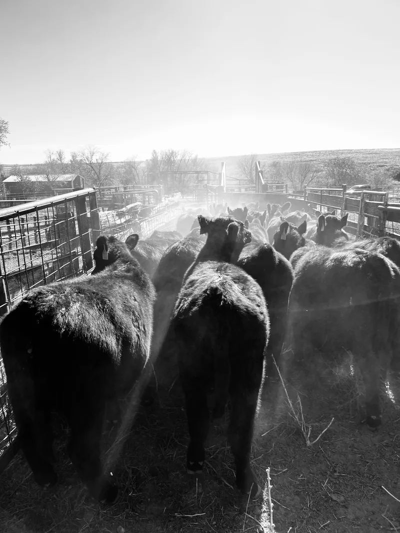Black-and-white photograph of cattle in a sunlit corral